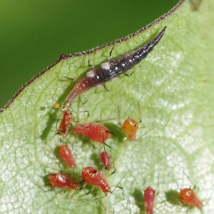 lacewing-br-larva13-16