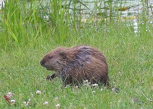 muskrat14-10abrz