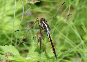 Juvenile male