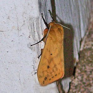 isabella-tgr-moth-1