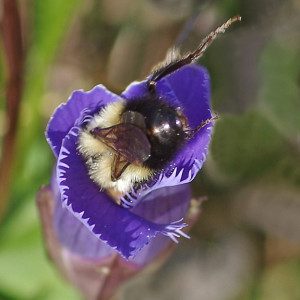 c10-bumblebee-gentian16-2rz