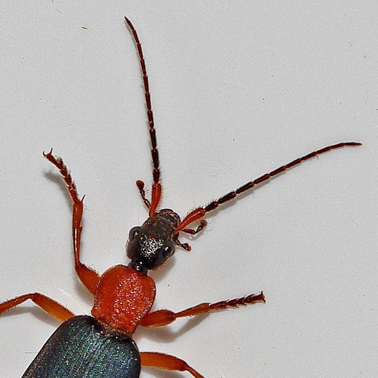 bombardier beetle grounded