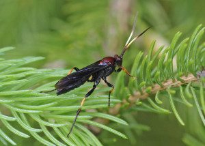 ichneumon-centrator16-3