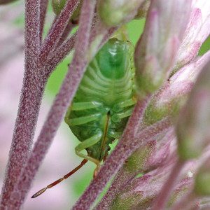 stinkbug-mouth10-1