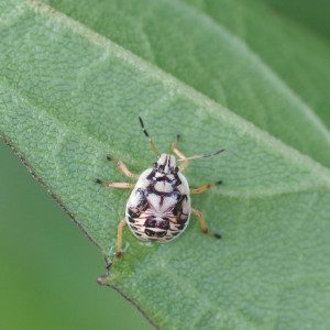 stinkbug-podisus16-2