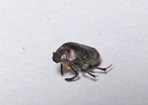dung beetle15 14