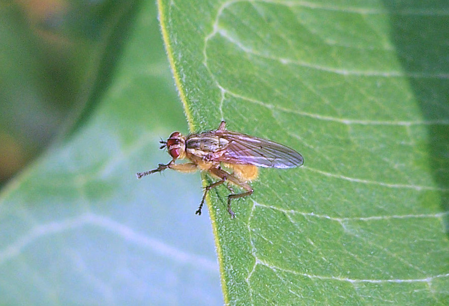 Bug o'the Week – Golden Dung Fly – Riveredge Nature Center