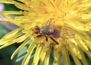 golden dung fly16 3