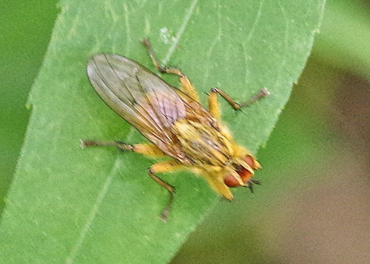 Bug o'the Week – Golden Dung Fly – Riveredge Nature Center
