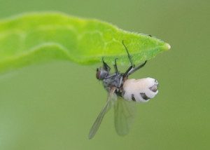 house fly, entomopthora14 2