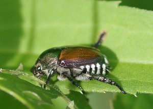 japanese beetle16 4