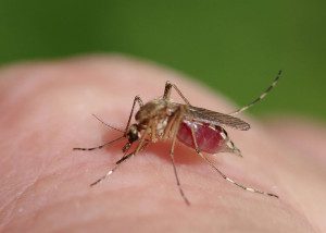 mosquito14 5