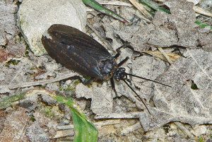 caddis oligostomis09 2