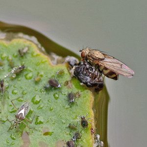 leaf btle, cluster fly13 5