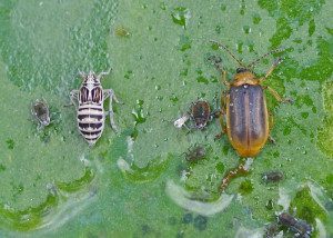 planthopper, aphid, beetle