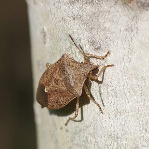 stink bug brown16 5rz