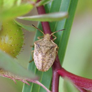 stink bug euschistus nymph12 10rz