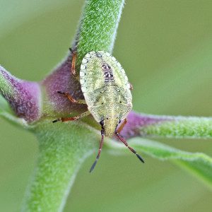 stink bug euschistus16 9rz