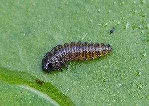 Larva