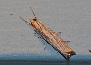 agriphila grass vnr15 1