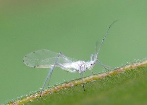 aphid Calaphidinae13 1