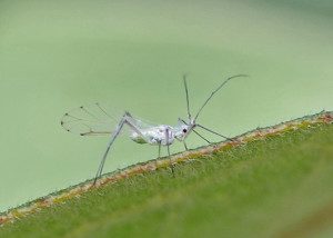 aphid Calaphidinae13 2