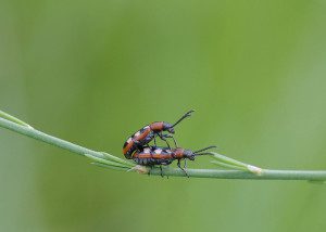 asparagus beetle13 1b