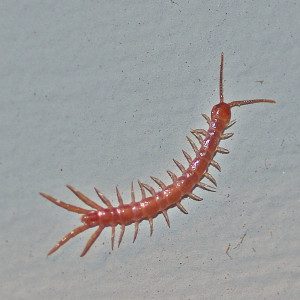 Centipede