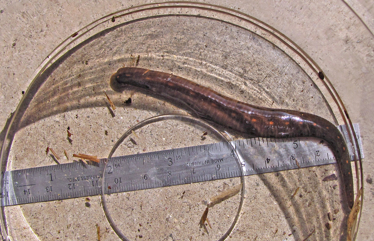Bug o'the Week – Leeches, revisited – Riveredge Nature Center