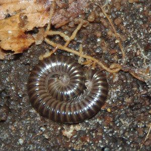 millipede cylindroilus 10