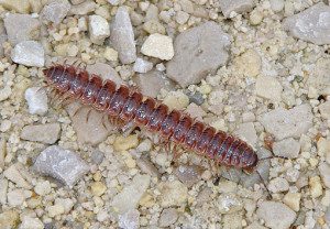 millipede oxidus gracillis 7sm