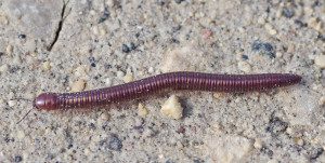 millipede parajulid17 2rz