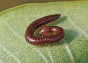 millipede ptyoiulus15 3rz