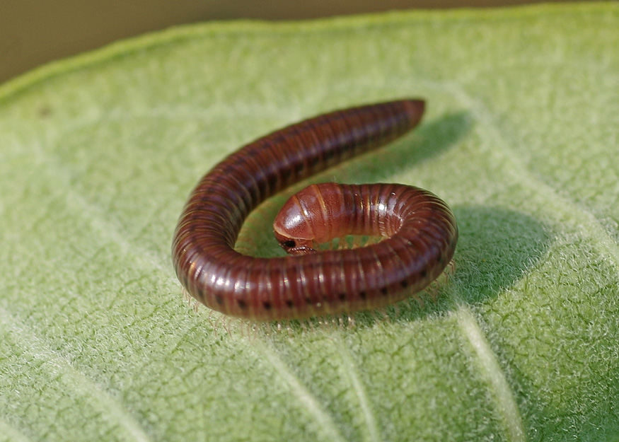 close up of a small brown millipeded on a green leaf