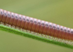 Millipede