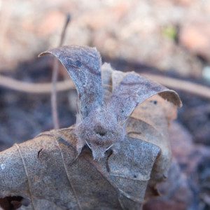 Moth by front yard maple-4rz