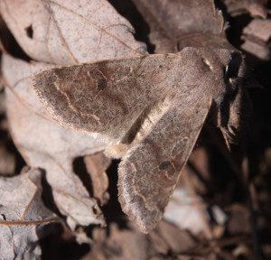 Moth by front yard maple-5rz