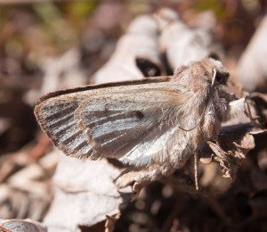 Moth by front yard maple-6rz