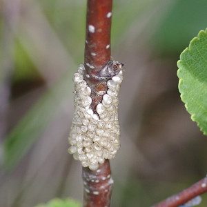 buck moth eggs16 1b