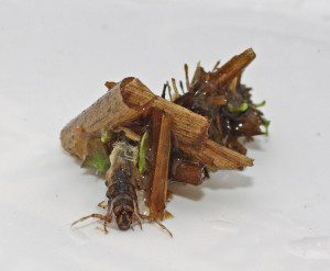 Caddis fly