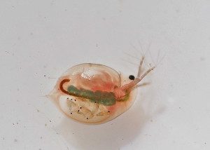 Daphnia