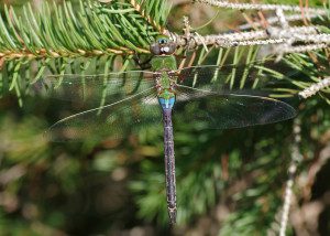 Male Common Green Darner