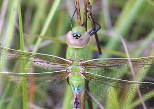 Newly emerged Common Green Darner terneral