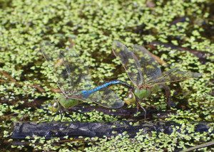 darner CG15 2rz