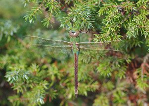 Female Common Green Darner