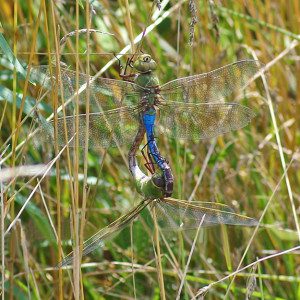 darner cg pair16 1rz