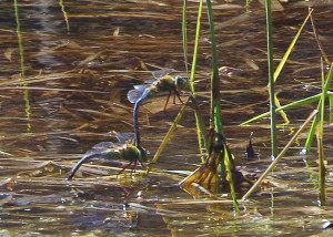 darner cg17 1rz