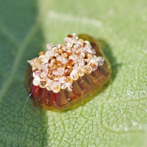 egg case zelus13 1rz