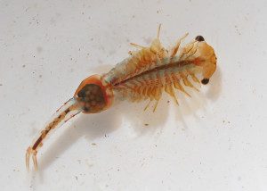 Fairy shrimp female