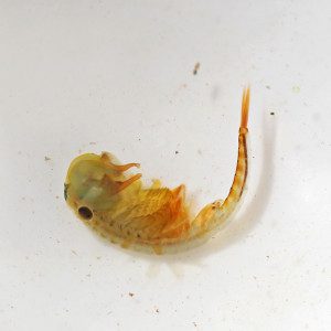 Fairy shrimp male